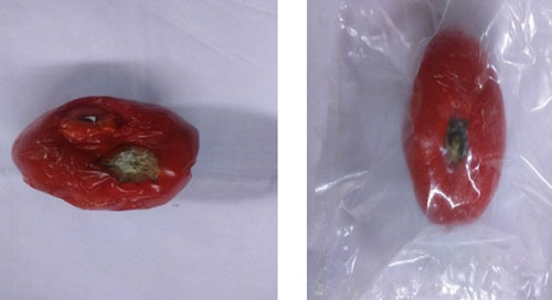 Sau 20 ngày, quả cà chua hai môi trường cho kết quả khác nhau. Ảnh: NVCC.
